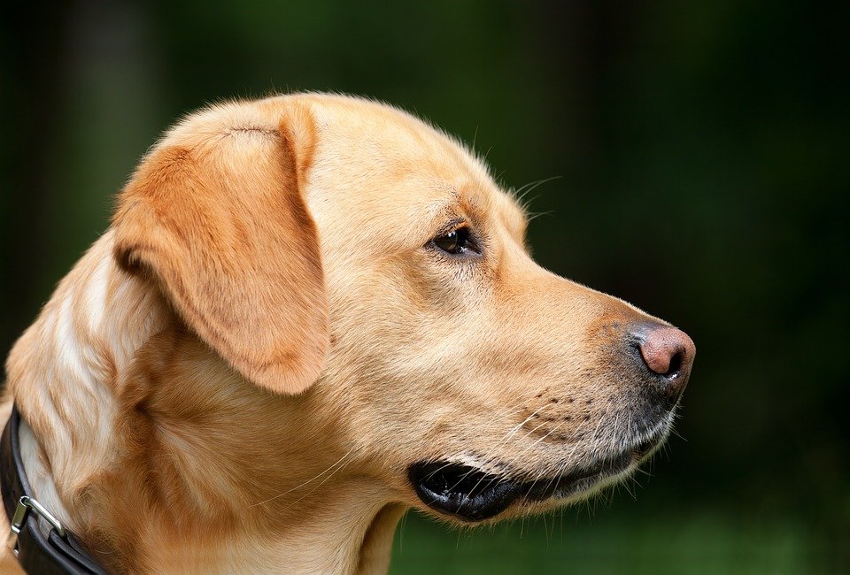 Wenn Du deinen Labrador barfen willst, dann ist das die Gelegenheit, seine überschüssigen Pfunden loszuwerden