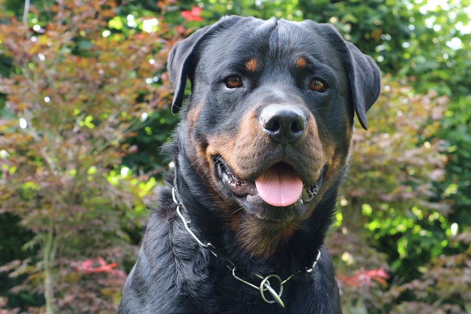 Rottweiler barfen empfielt sich aufgrund der besser verwertbaren Nährstoffe